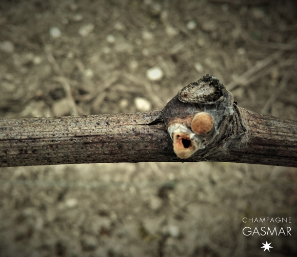 Dégât de mange-bourgeon sur cépage meunier observé début avril dans les vignes de Troissy Bouquigny.