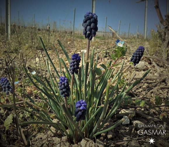 Début avril, pousse de Muscari d'Arménie dans les vignes de Troissy Bouquigny.