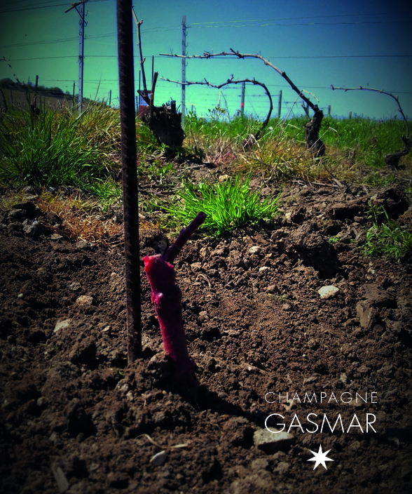 Entre plantation d'avril ou de fin juillet dans les vignes du champagnes Gasmar.